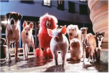 Babe - Pig in the City